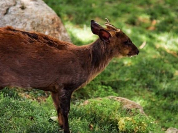 Can You Eat Black Muntjac?