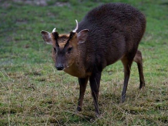 Giant Muntjac Deer: Dangerous and Aggressive or Just Misunderstood?