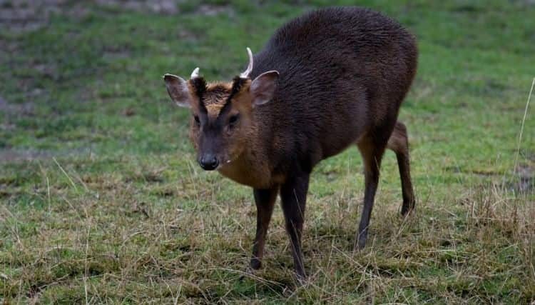 giant muntjac