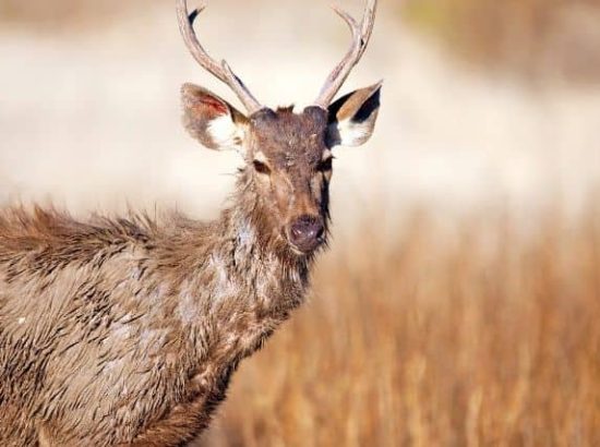 Sambar Deer Endangered Species