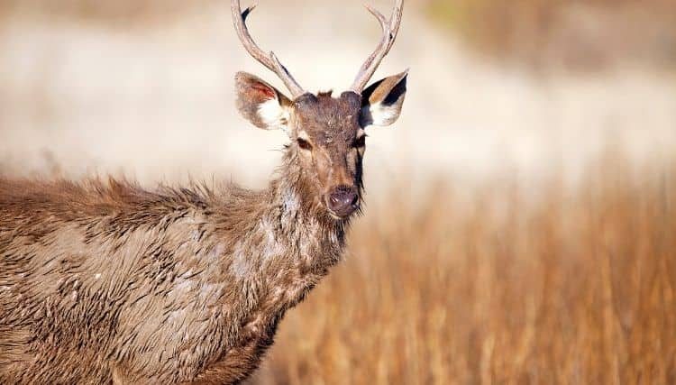 Sambar Deer Endangered Species