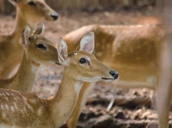 The Complete Guide to Eld’s Deer Facts and What You Need to Know