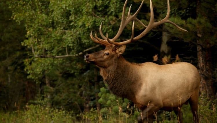 The Mighty Elk-Doe Duo: Can Elk and Deer Cross Paths in Romance?