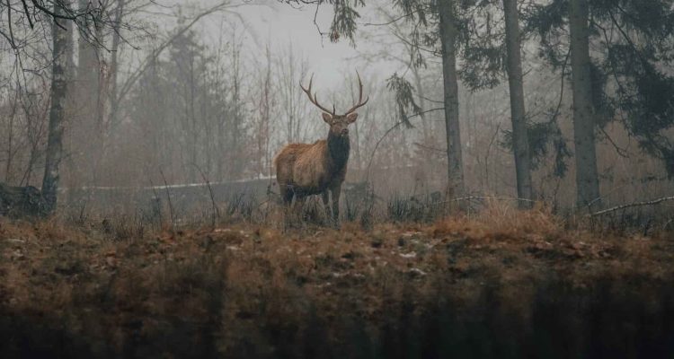 Difference Between Chinese Water Deer And Chinese Muntjac