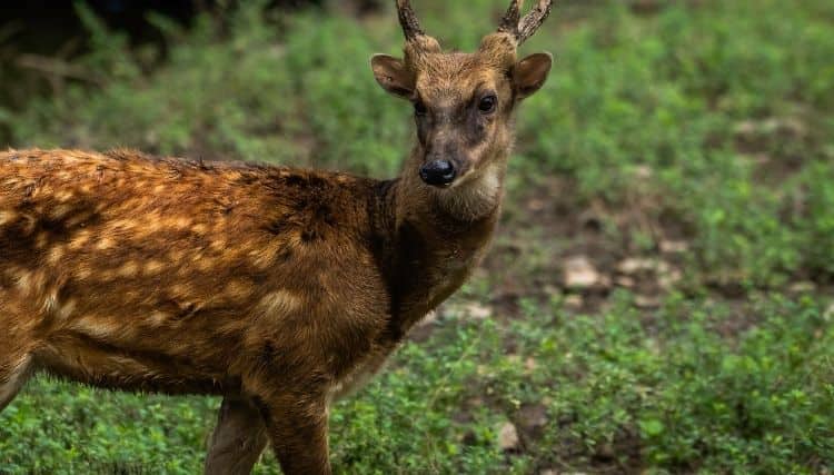 philippine spotted deer