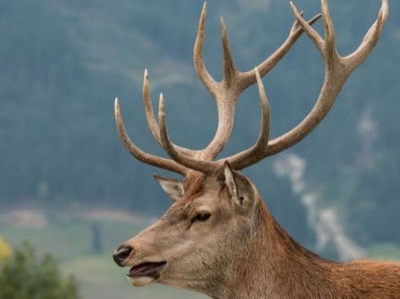 Is schomburgk’s deer extinct?