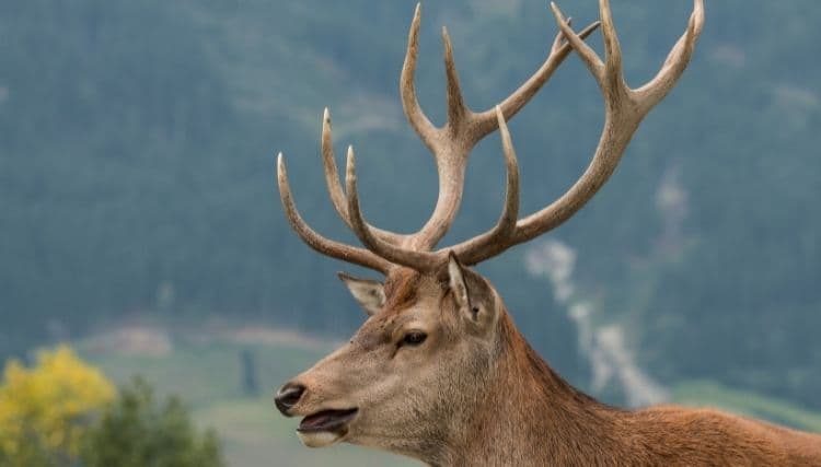 Is schomburgk’s deer extinct?