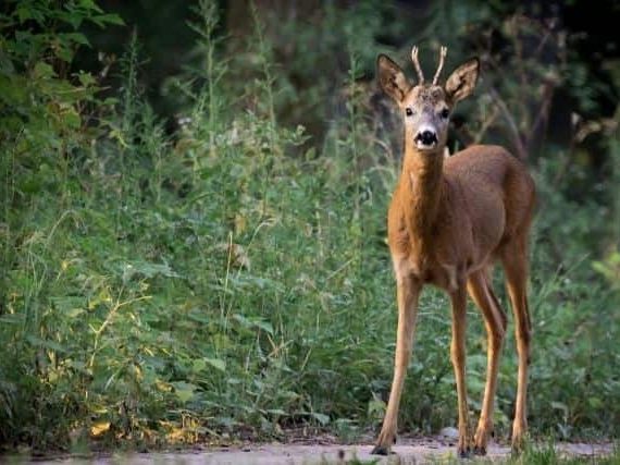 Meet the Roe Deer of New Forest