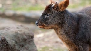 Chilean Pudu Deer