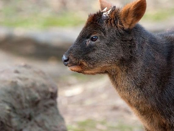 Chilean Pudu Deer: The Rarest and Most Beautiful Deer in the World