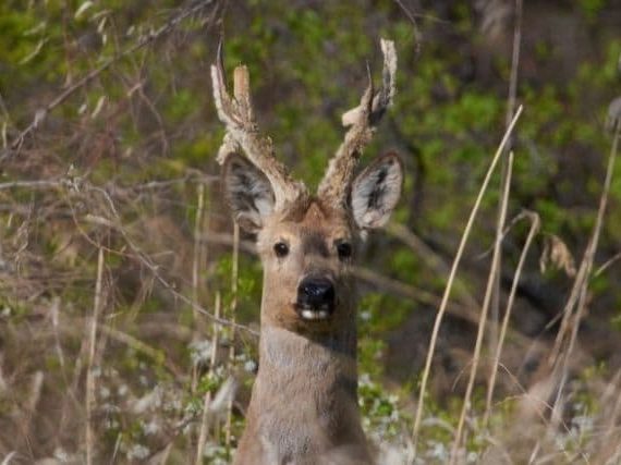 Eastern Roe Deer – Beautiful and Wild Siberian Roe Deer