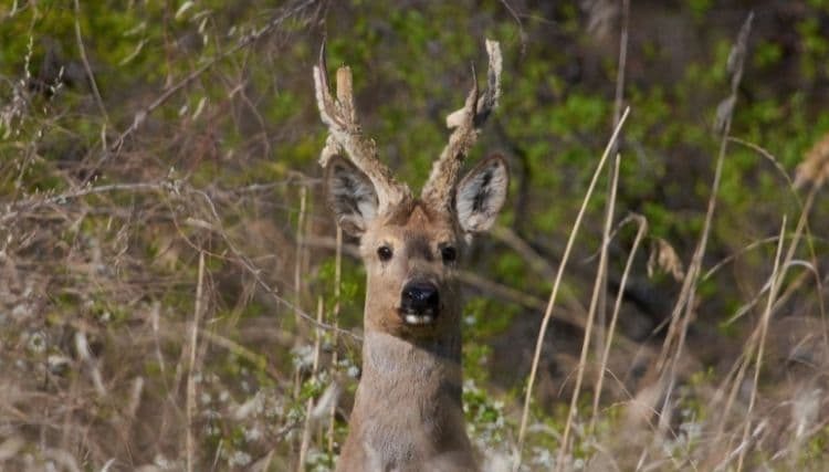 Eastern Roe Deer – Beautiful and Wild Siberian Roe Deer