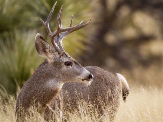 Everything You Ever Wanted to Know About Mule Deer – Habitat