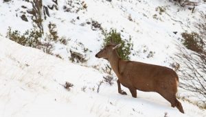 Northern Andean Deer