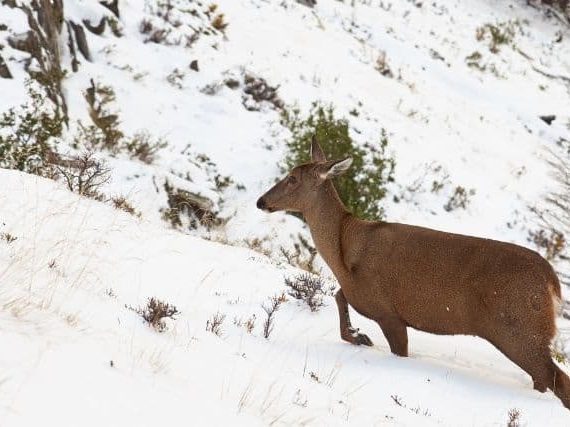 Northern Andean Deer: A Unique Breed of Deer – Life