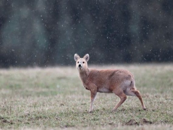 The Water Deer: Defining a New Species