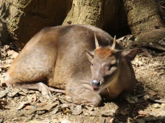 Fascinating Facts About The Yucatan Brown Brocket Deer