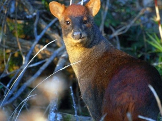 Northern Pudu Deer, the Smallest Wild Deer in the World