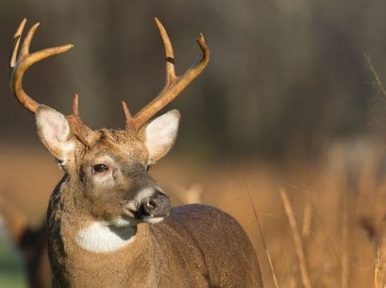 The White-Tailed Deer: Where Are They Found? (Habitat & behavior)