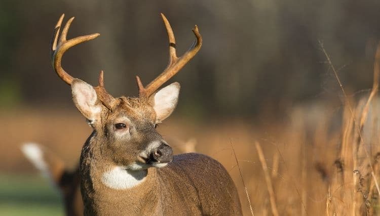 The White-Tailed Deer: Where Are They Found? (Habitat & Behavior ...