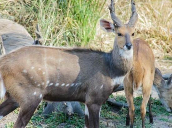 African Bushbuck Antelope, The Rare And Endangered Antelope – Life