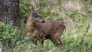 Chilean Huemul Deer