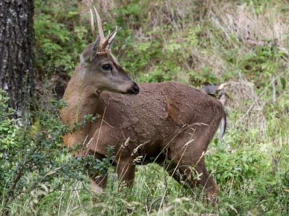 Chilean Huemul Deer: One of the World’s Most Endangered Species