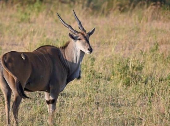 Common Eland Antilope: What You Need to Know