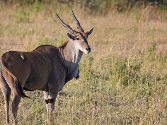 Common Eland Antilope: What You Need to Know