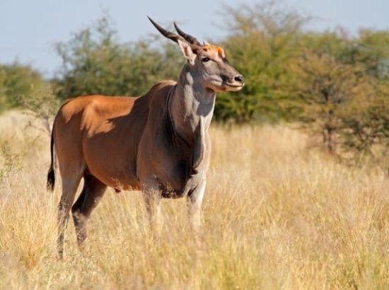 Giant Eland: Facts, Habitat & Diet