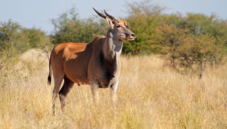 Giant Eland: Facts, Habitat & Diet