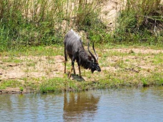 The Greater Kudu Interesting Facts and Information – Life