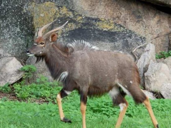 Nyala Antelope Facts: What You Need to Know