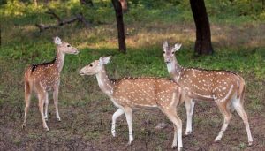 Spotted Deer Chital