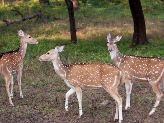 Fascinating Facts about Spotted Deer | Enlightening Insights