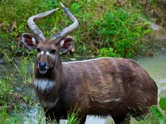 Facts about the Sitatunga Antelope – Life – Habitat