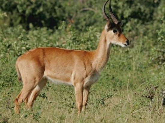 The African Antelope Puku: Africa’s Most Endangered Antelope