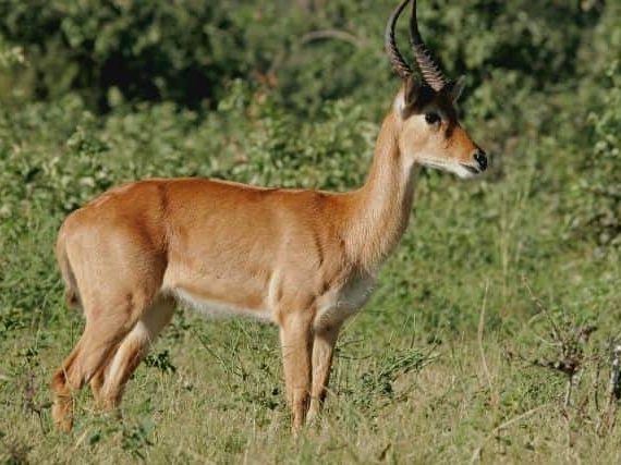 The African Antelope Puku: Africa’s Most Endangered Antelope