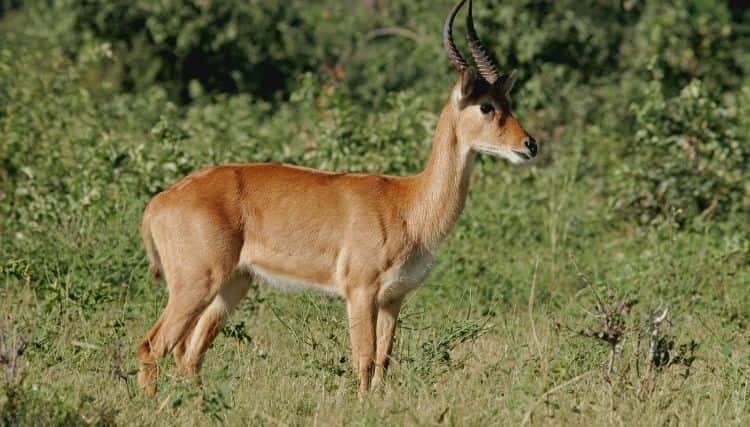 African Puku Antelope