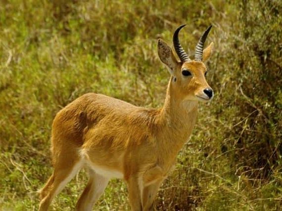 Bohor Reedbuck: Facts, Diet & Habitat