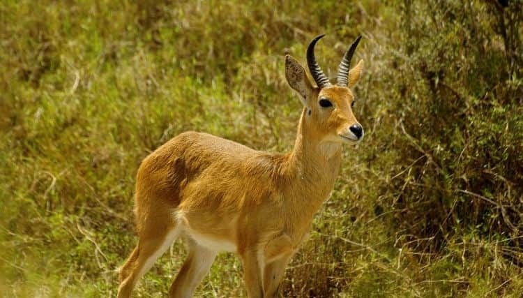 Bohor Reedbuck: Facts, Diet & Habitat