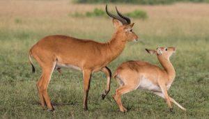 Buffon’s Kob Antelope