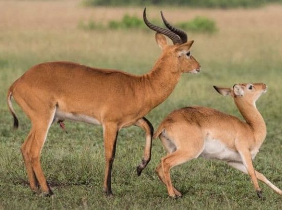 The Secret Life Of The Buffon’s Kob Antelope