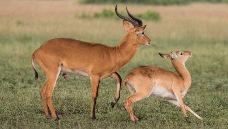 Buffon’s Kob Antelope