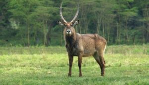 Defassa Waterbuck Antelope