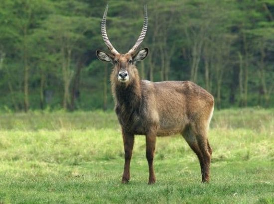 The Defassa Waterbuck Facts: Facts About The Animal, Diet, Habitat And Behavior