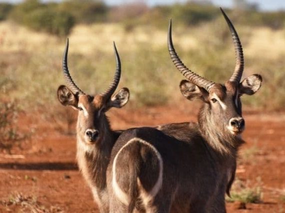 Rare and Majestic: The Ellipsen Waterbuck Antelope