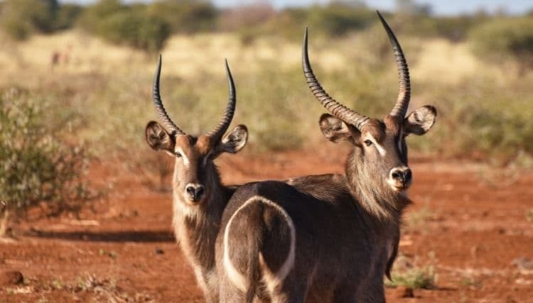 Rare and Majestic: The Ellipsen Waterbuck Antelope