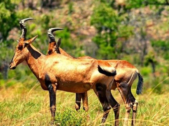 African Hartebeest Antelope: Unique Facts About an Interesting Animal