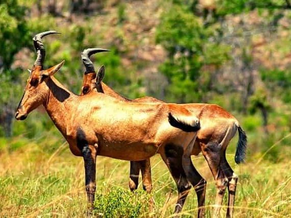 African Hartebeest Antelope: Unique Facts About an Interesting Animal